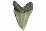 Fossil Megalodon Tooth - North Carolina #371305-2